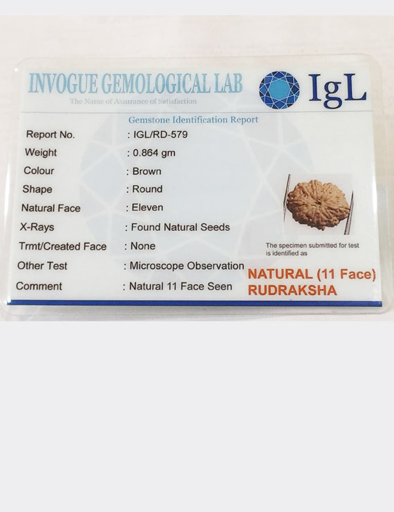 11 Mukhi Indonesia Certified Rudraksha size - 14.50mm